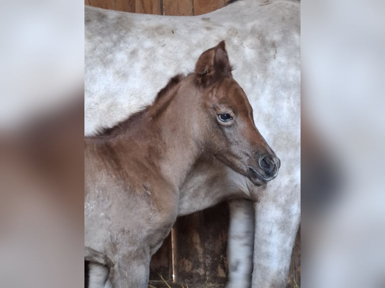 Arabisch Partbred Merrie Veulen (04/2026) 150 cm kan schimmel zijn in Stechlin