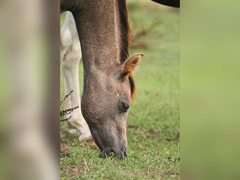 Arabisch Partbred Merrie Veulen (04/2026) 150 cm kan schimmel zijn in Stechlin