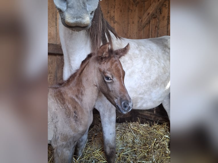Arabisch Partbred Merrie Veulen (04/2026) 150 cm kan schimmel zijn in Stechlin