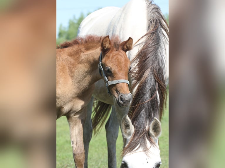 Arabisch Partbred Merrie Veulen (04/2026) 150 cm kan schimmel zijn in Stechlin