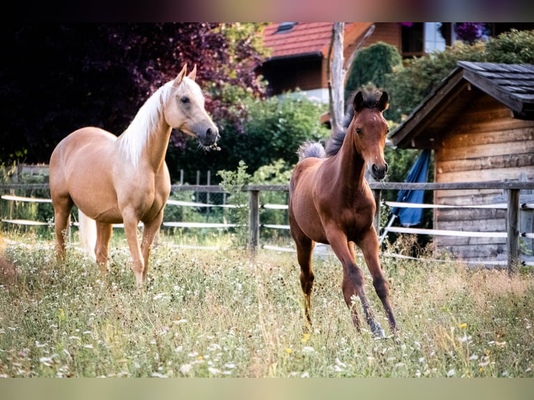 Arabisch Partbred Merrie Veulen (04/2026) 152 cm Bruin in Seeboden