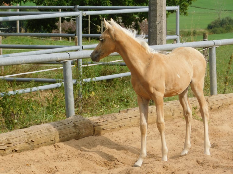 Arabisch Partbred Mix Merrie veulen (06/2024) 152 cm Palomino in Biessenhofen-Hörmanshofen