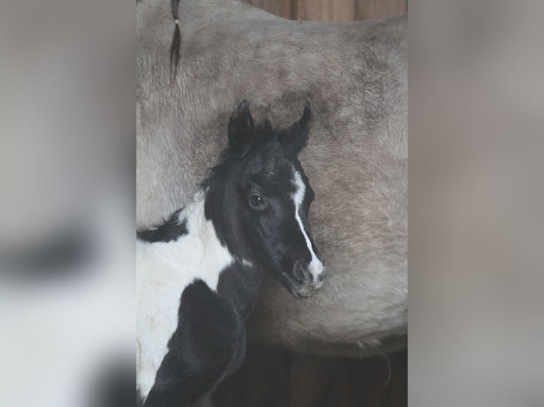 Arabisch Partbred Merrie Veulen (03/2026) 152 cm Tobiano-alle-kleuren in Gransee