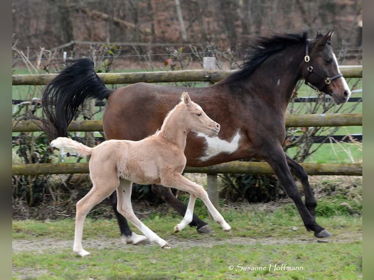 Arabisch Partbred Merrie veulen (02/2024) 153 cm Palomino in Mörsdorf