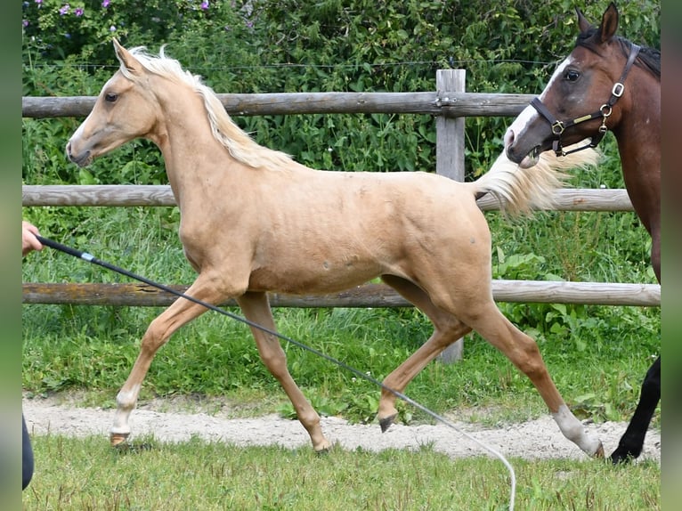 Arabisch Partbred Merrie veulen (02/2024) 153 cm Palomino in Mörsdorf