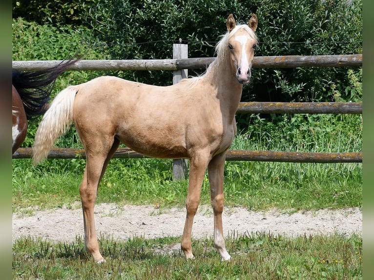 Arabisch Partbred Merrie veulen (02/2024) 153 cm Palomino in Mörsdorf