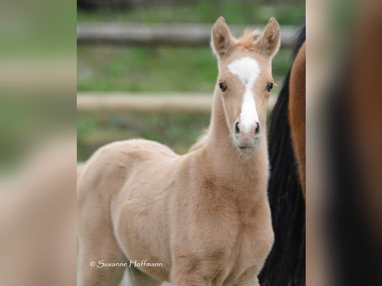 Arabisch Partbred Merrie veulen (02/2024) 153 cm Palomino in Mörsdorf