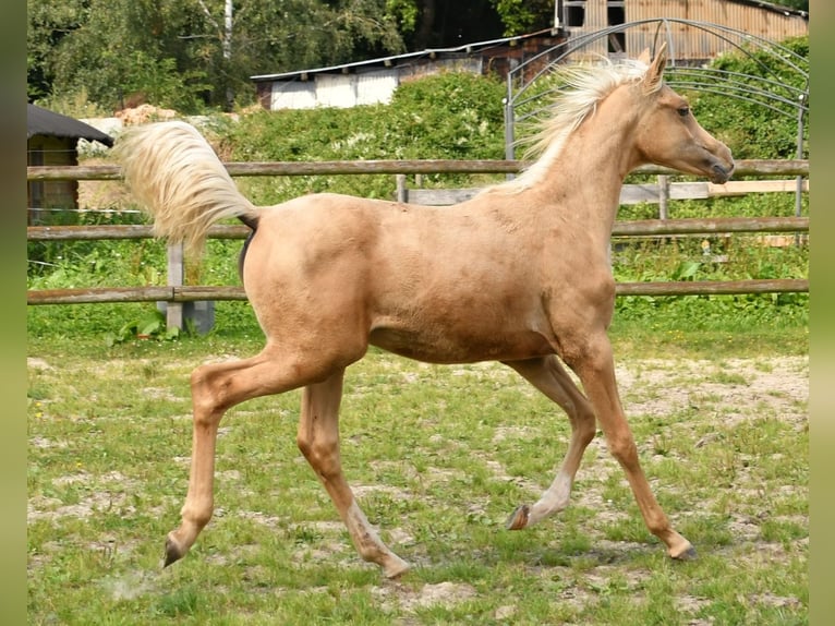 Arabisch Partbred Merrie veulen (02/2024) 153 cm Palomino in Mörsdorf