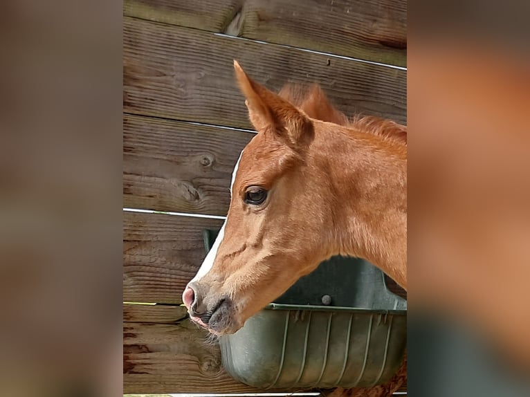 Arabisch Partbred Merrie Veulen (05/2026) 153 cm Vos in Hartheim