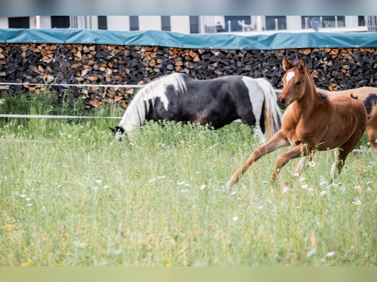 Arabisch Partbred Merrie Veulen (03/2026) 155 cm Bruin in Seeboden am Millstätter See