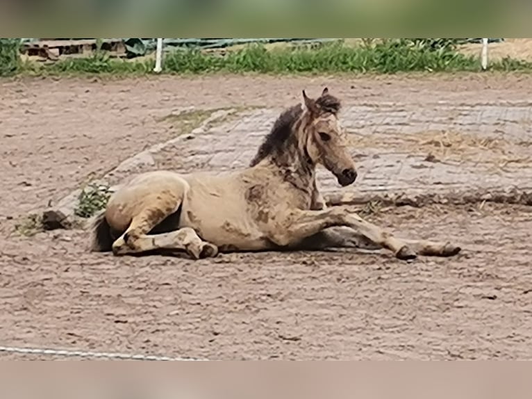 Arabisch Partbred Merrie Veulen (04/2026) 155 cm Buckskin in Schmatzin