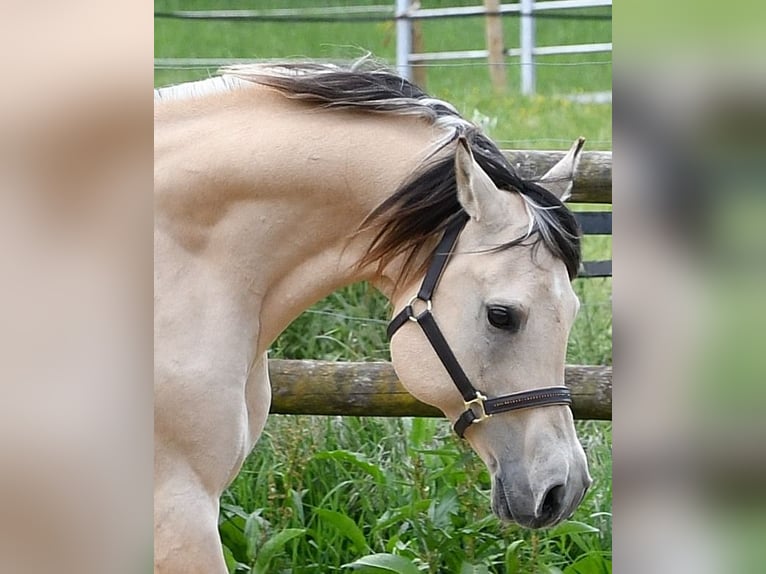 Arabisch Partbred Merrie Veulen (05/2026) 155 cm Perlino in Mörsdorf