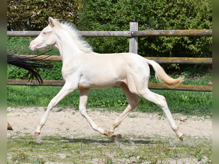 Arabisch Partbred Merrie Veulen (05/2026) 155 cm Perlino in Mörsdorf