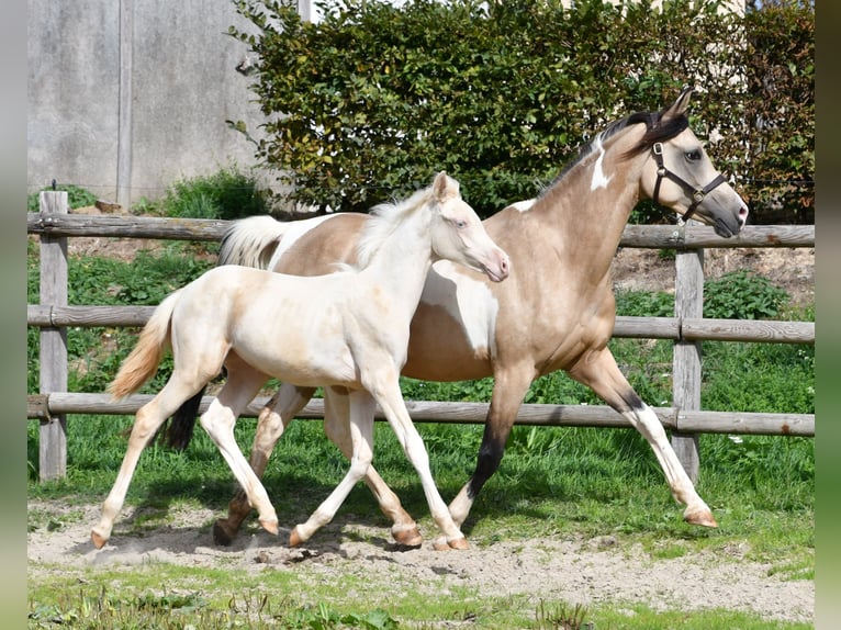 Arabisch Partbred Merrie Veulen (05/2026) 155 cm Perlino in Mörsdorf
