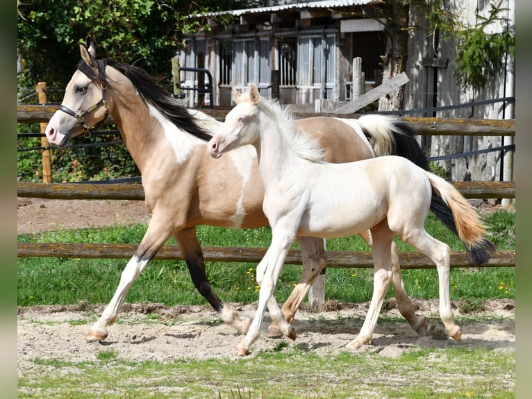 Arabisch Partbred Merrie Veulen (05/2026) 155 cm Perlino in Mörsdorf