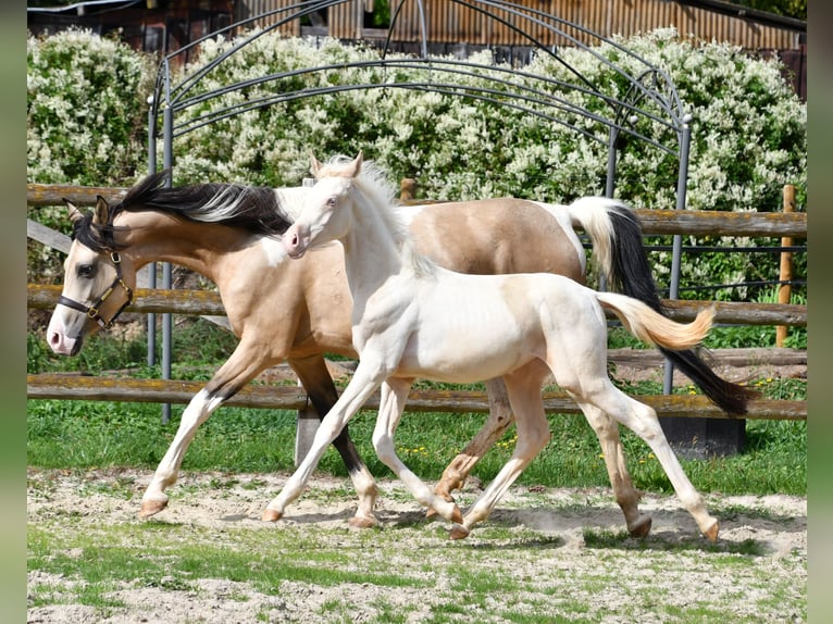 Arabisch Partbred Merrie Veulen (05/2026) 155 cm Perlino in Mörsdorf