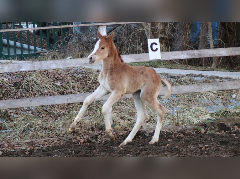 Arabisch Partbred Merrie Veulen (02/2026) 155 cm Vos in Keutschach