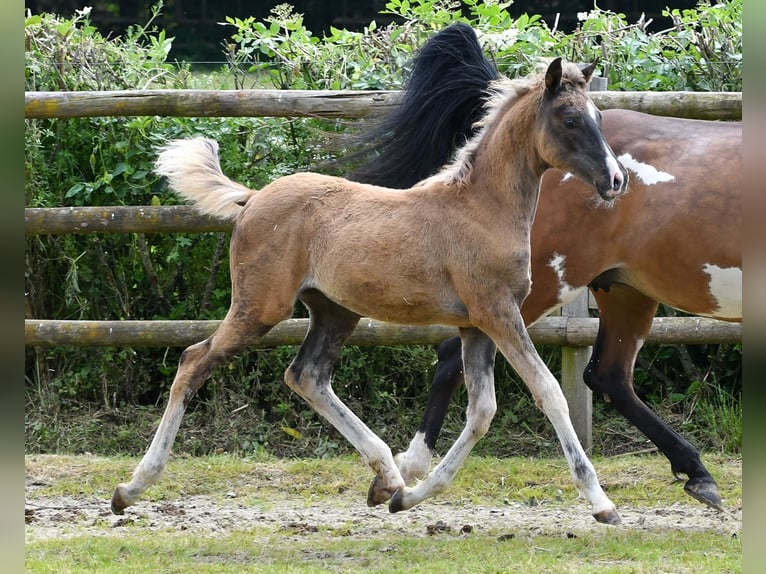 Arabisch Partbred Merrie veulen (03/2024) 155 cm Zwart in Mörsdorf