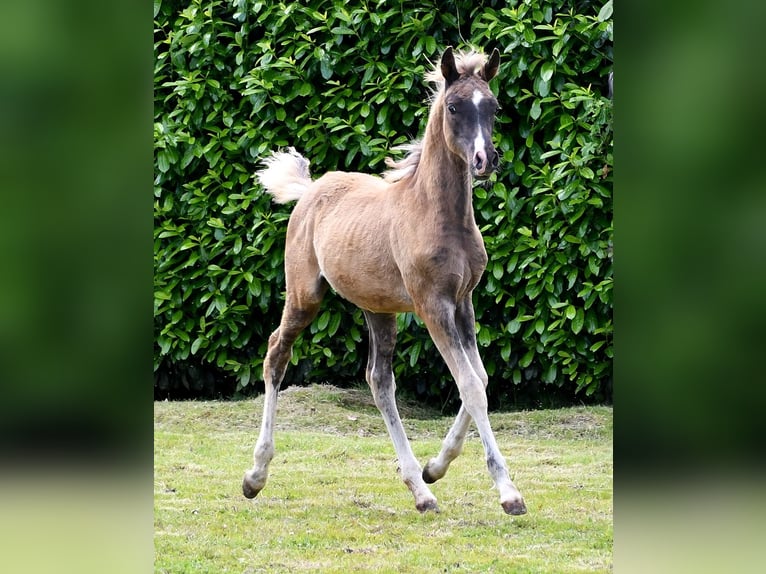 Arabisch Partbred Merrie veulen (03/2024) 155 cm Zwart in Mörsdorf