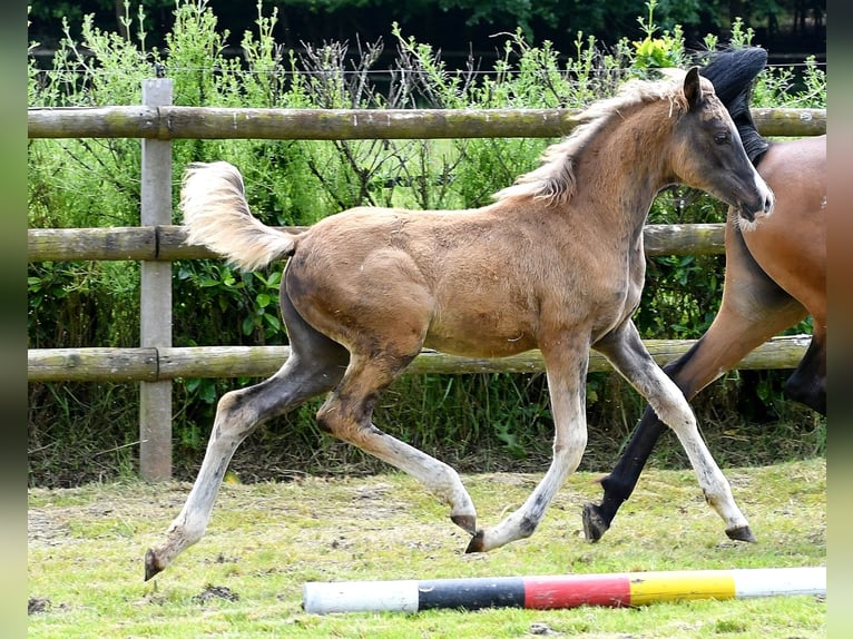 Arabisch Partbred Merrie veulen (03/2024) 155 cm Zwart in Mörsdorf