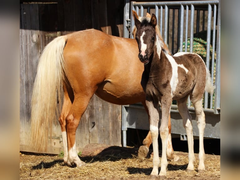Arabisch Partbred Merrie Veulen (03/2026) 156 cm Tobiano-alle-kleuren in Keutschach