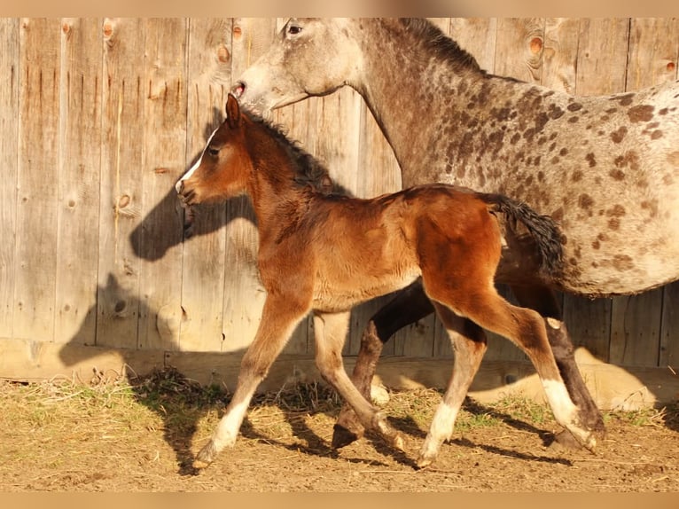 Arabisch Partbred Merrie Veulen (02/2026) 158 cm Bruin in Keutschach