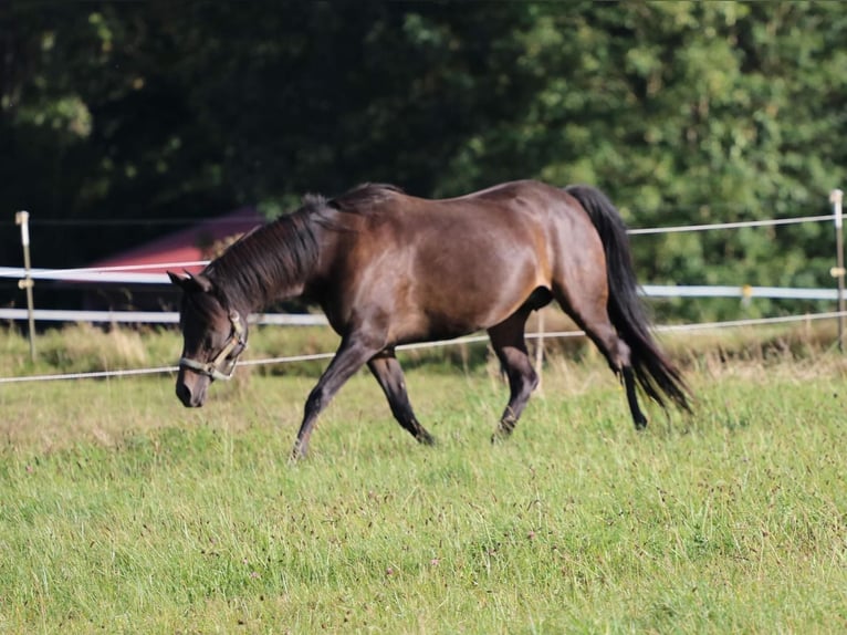 Arabisch Partbred Merrie veulen (05/2024) 158 cm Buckskin in Villingen-Schwenningen