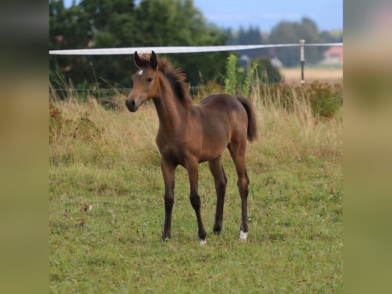 Arabisch Partbred Merrie veulen (05/2024) 158 cm Buckskin in Villingen-Schwenningen