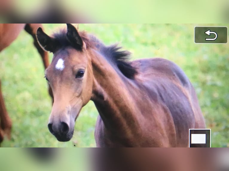 Arabisch Partbred Merrie veulen (05/2024) 158 cm Buckskin in Villingen-Schwenningen