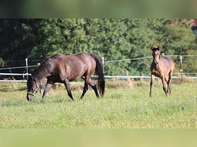 Arabisch Partbred Merrie veulen (05/2024) 158 cm Buckskin in Villingen-Schwenningen