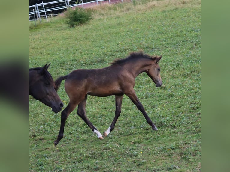 Arabisch Partbred Merrie veulen (05/2024) 158 cm Buckskin in Villingen-Schwenningen