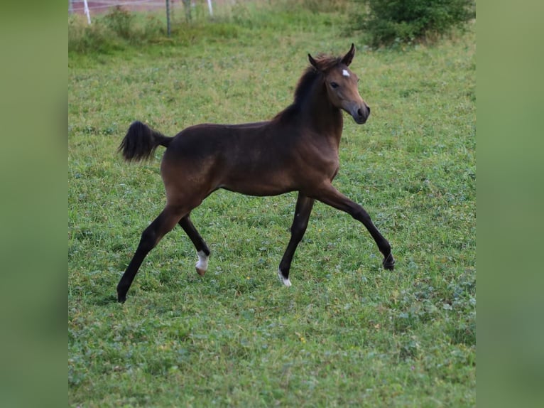 Arabisch Partbred Merrie veulen (05/2024) 158 cm Buckskin in Villingen-Schwenningen