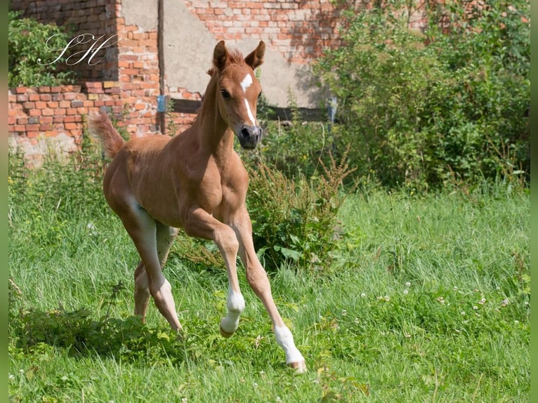 Arabisch Partbred Merrie veulen (06/2024) 158 cm Vos in Brieselang