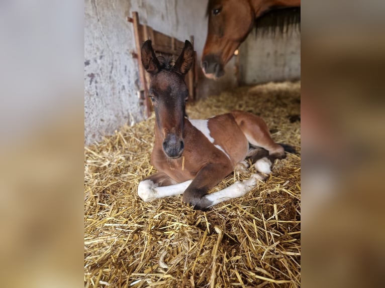 Arabisch Partbred Merrie Veulen (05/2026) Gevlekt-paard in Reibers