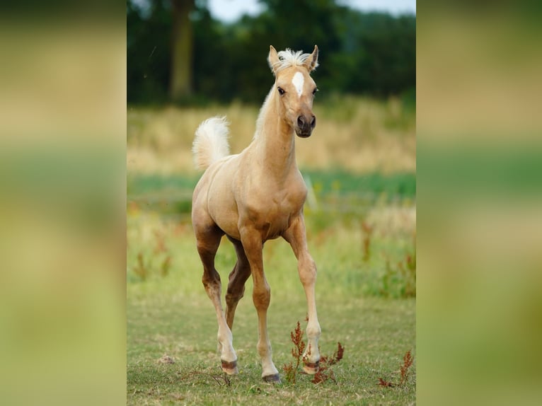 Arabisch Partbred Merrie Veulen (05/2026) Palomino in Helvoirt