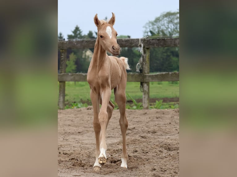 Arabisch Partbred Merrie Veulen (01/2026) Palomino in Helvoirt