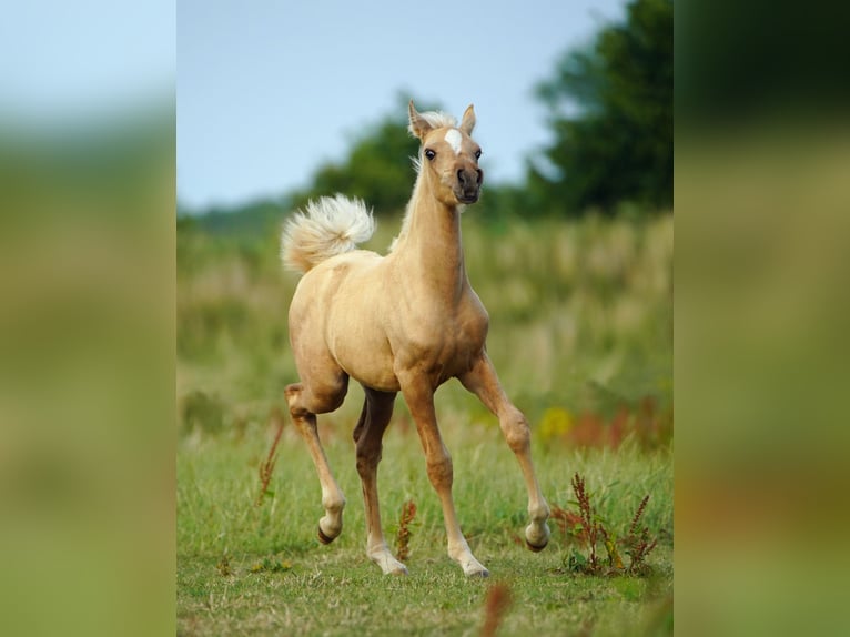 Arabisch Partbred Merrie Veulen (05/2026) Palomino in Helvoirt