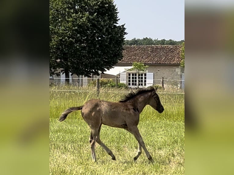 Arabisch Partbred Merrie  Zwartschimmel in VERNON