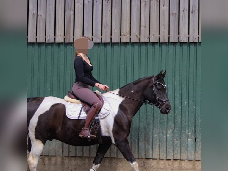 Arabisch Partbred Ruin 10 Jaar 162 cm Gevlekt-paard in Norderstedt