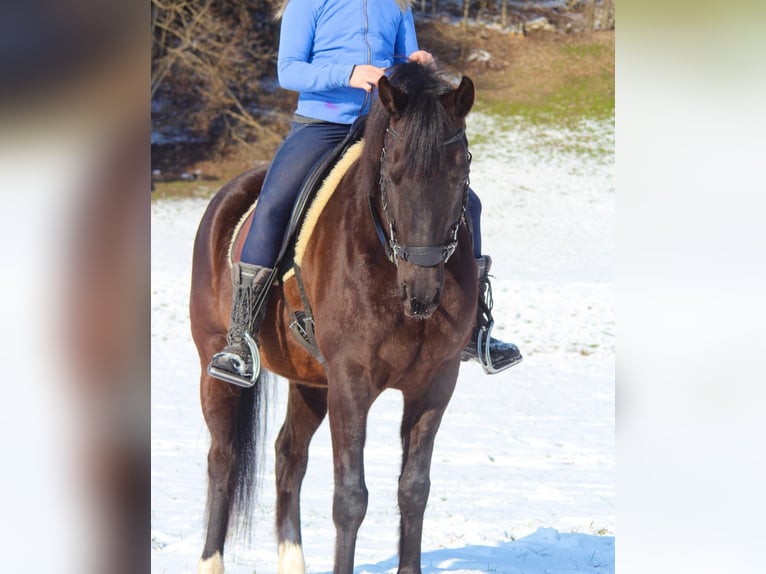 Arabisch Partbred Ruin 11 Jaar 148 cm Zwart in Uznach