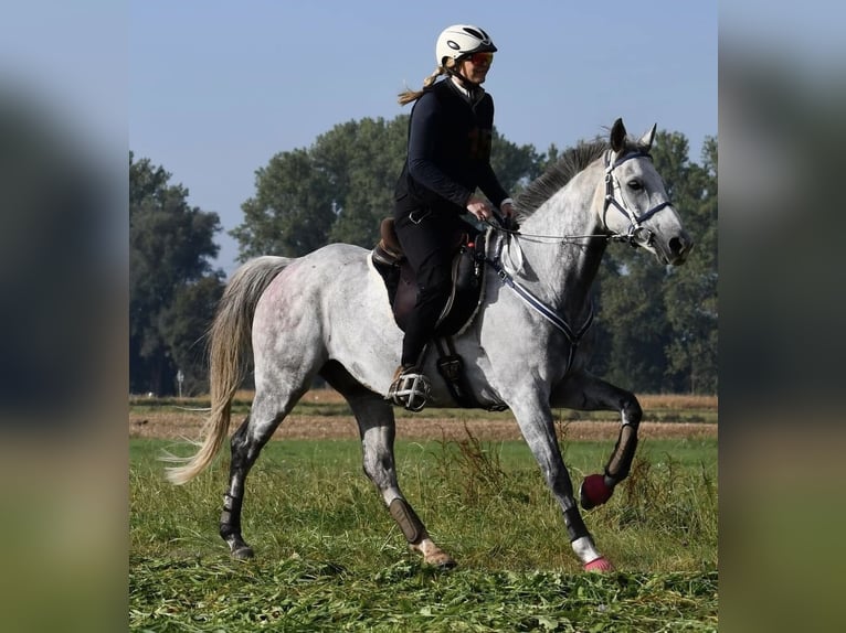 Arabisch Partbred Ruin 11 Jaar 156 cm Appelschimmel in Kirchroth