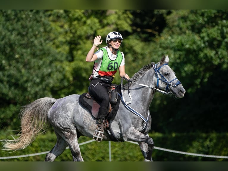 Arabisch Partbred Ruin 11 Jaar 156 cm Appelschimmel in Kirchroth