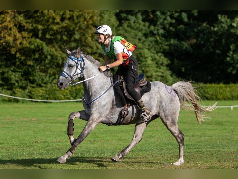 Arabisch Partbred Ruin 11 Jaar 156 cm Appelschimmel in Kirchroth