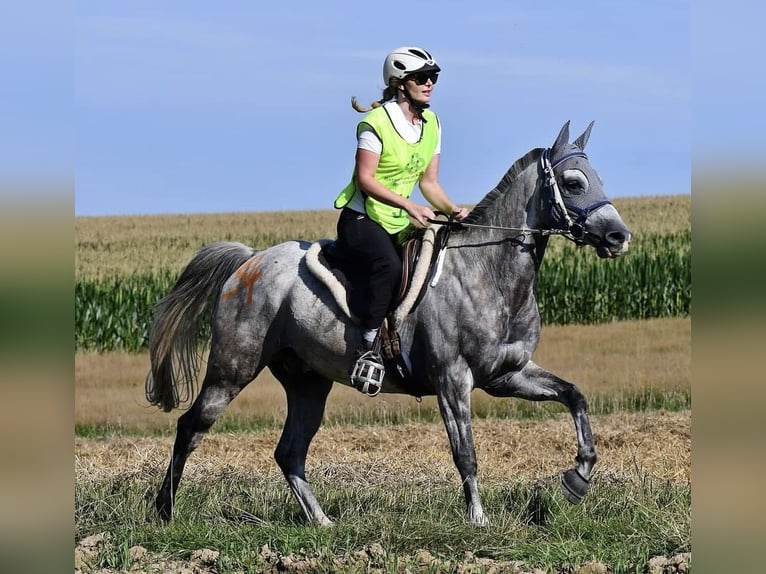 Arabisch Partbred Ruin 11 Jaar 156 cm Appelschimmel in Kirchroth