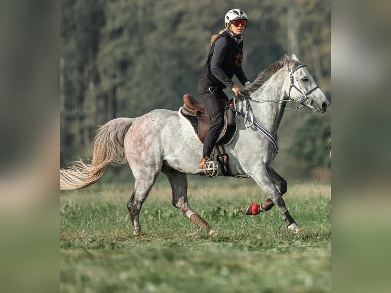 Arabisch Partbred Ruin 11 Jaar 156 cm Appelschimmel in Kirchroth