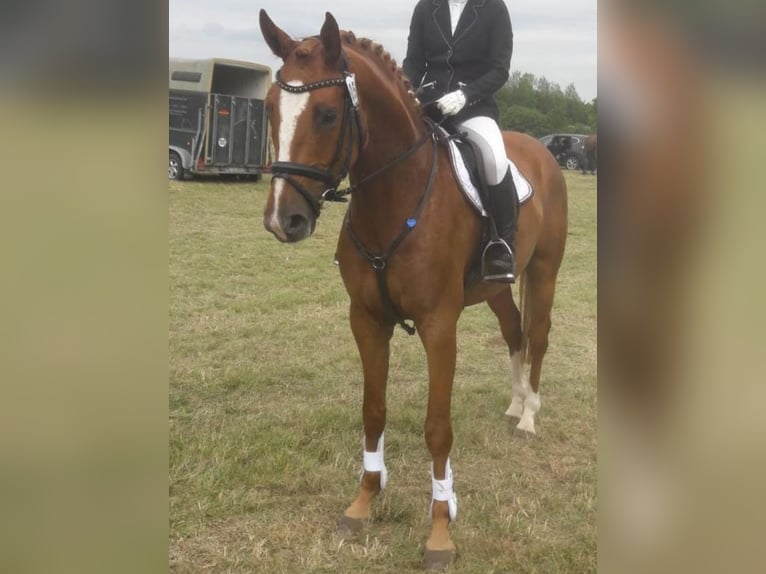 Arabisch Partbred Ruin 11 Jaar 166 cm Vos in Süsel