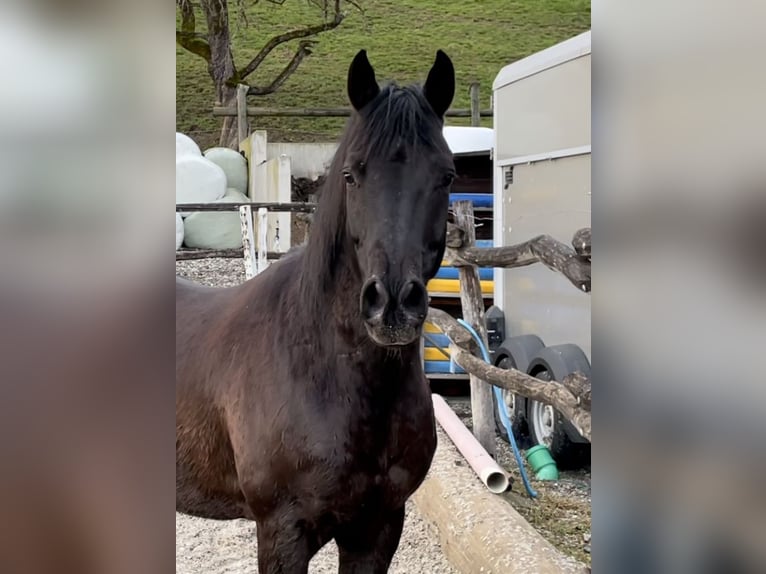 Arabisch Partbred Ruin 12 Jaar 148 cm Zwart in Uznach