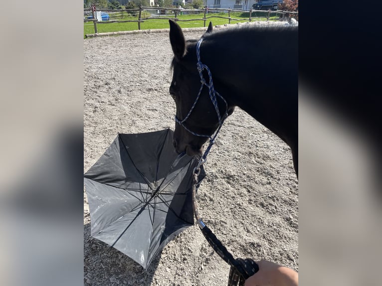 Arabisch Partbred Ruin 12 Jaar 148 cm Zwart in Uznach