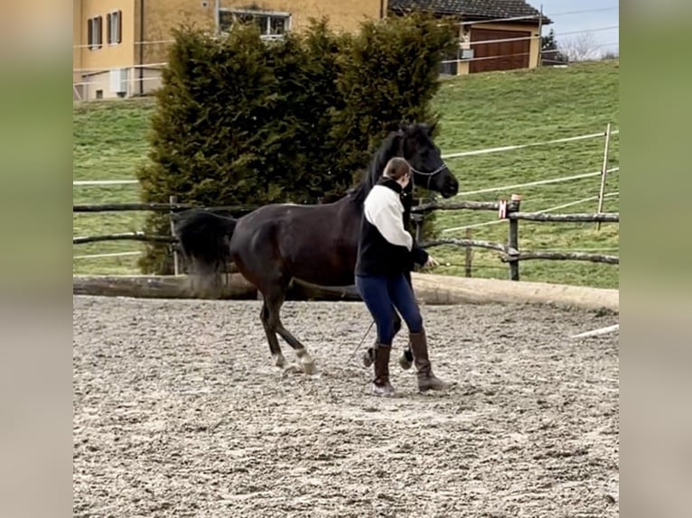 Arabisch Partbred Ruin 12 Jaar 148 cm Zwart in Uznach