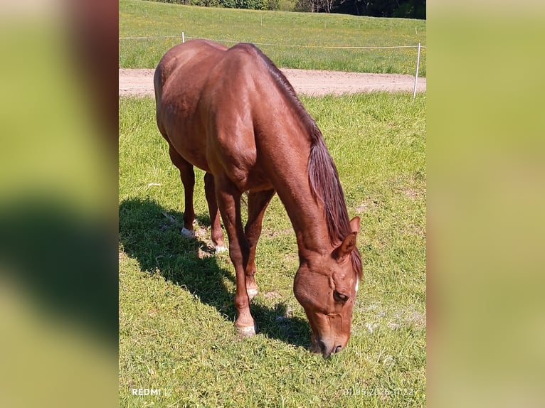 Arabisch Partbred Mix Ruin 13 Jaar 150 cm Bruin in Dornbirn